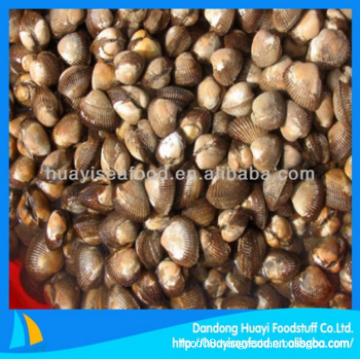 new frozen high quality superior blood clam with long term good provider